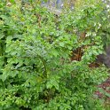 Azara serrata (3)